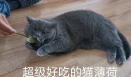 蓝猫娱乐圈吃瓜